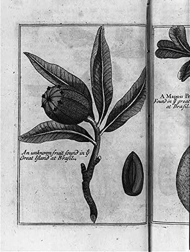 Снимка на исторически находки: Фотография е Неизвестен плод, Бразилия, Южна Америка, 1698 година, Плодове, Франсоа Фрожер