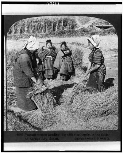 Исторически находки Снимка: Окаже, Убирающие ориз, Стоманени Пити, залива Суруга, Япония, c1906, прибиране на